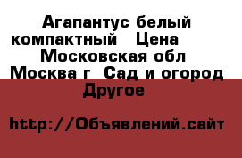 Агапантус белый компактный › Цена ­ 250 - Московская обл., Москва г. Сад и огород » Другое   